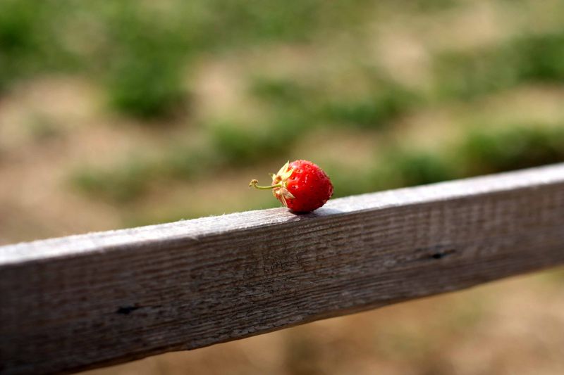 Datei:FD 55 1.2 SSC Blende 2.8 rudolfo4 3.jpg